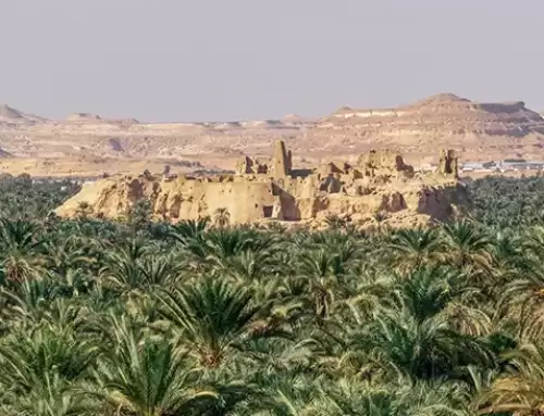 Siwa oase